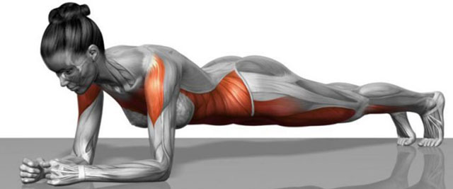 Plank edzés - izomcsoportok
